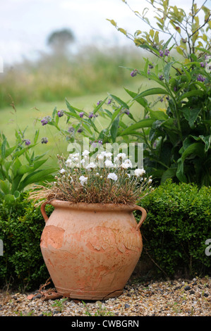 Un pot en argile contenant des roses dans un jardin Anglais UK Banque D'Images