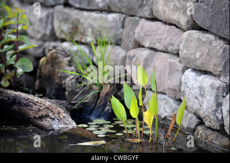 Un étang de jardin sauvage avec Bog arums UK Banque D'Images