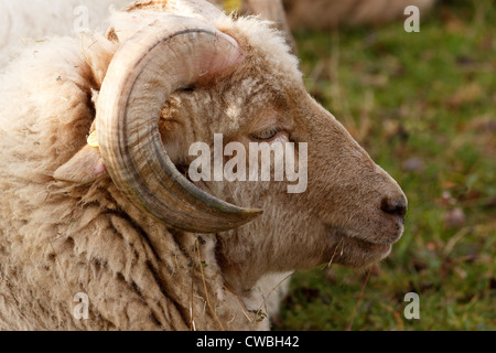 La tête de bélier moutons Portland close-up, Ticknall, Derbyshire, Angleterre, RU Banque D'Images