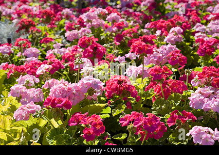 Fleurs de jardin, Canada Banque D'Images