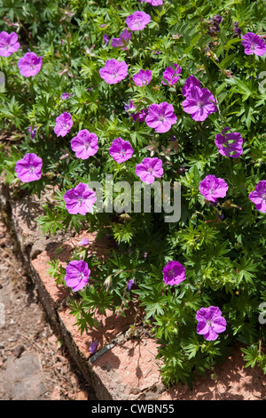 Geranium dissectum, un jardin commun fleur, UK Banque D'Images