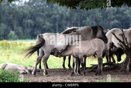 Le cheval Konik, une race polonaise de poney.semi-féroces populations dans certaines régions.Foal suckling de jument Banque D'Images