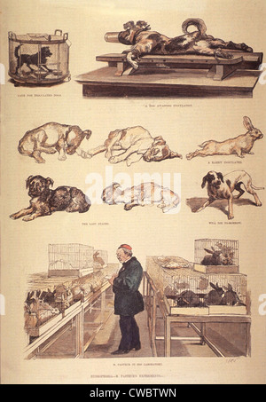 Louis Pasteur (1822-1895) en laboratoire, travaillant sur l'hydrophobie (la rage), des expériences avec des lapins et des chiens. 1885. Banque D'Images