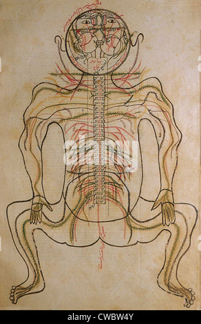 Le système nerveux, de MANSUR'S ANATOMY, rédigé par le chercheur et médecin persan, Mansur ibn Ilyas (ca. 1370-1423). L Banque D'Images