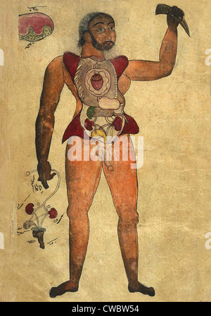 Illustration anatomique d'une figure masculine avec son abdomen et la poitrine s'ouvrit pour révéler les organes internes. Sa main droite tient Banque D'Images