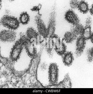 1918 virions (particules de virus influenza). Banque D'Images