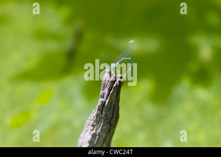 Bluetail commun (Demoiselle libellule, d'Ischnura heterosticta) sur plante verte Banque D'Images