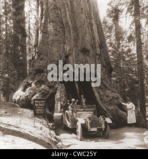 Les touristes conduire leur automobile sur grâce à un tunnel creusé dans l'arbre Wawona Mariposa Grove vallée de Yosemite en Californie. Juin Banque D'Images