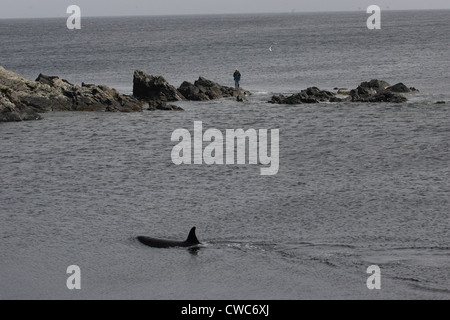 L'Orque Orcinus orca Shetland Islands Scotland UK Banque D'Images