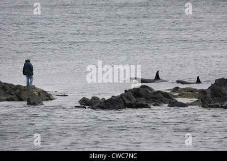 L'Épaulard Orcinus orca Shetland Islands Scotland UK Banque D'Images