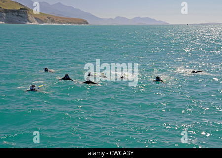 Un groupe de touristes à partir d'un bateau, des dauphins dans des combinaisons, nager vers un groupe de dauphins Dusky', Nouvelle-Zélande Banque D'Images