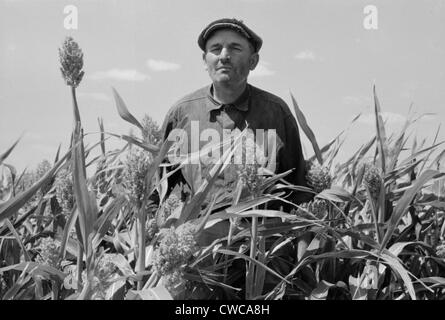 Un agriculteur se trouve dans son champ de sorgho, près de Syracuse, New York. Août, 1939. Banque D'Images
