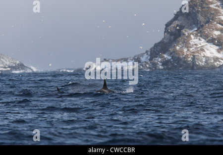 L'Épaulard Orcinus orca off Hornoya Vardo Finnmark Norvège fjord Varanger Banque D'Images