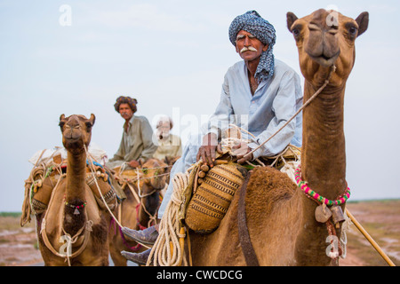 Caravane de chameaux dans la province du Pendjab, au Pakistan Banque D'Images