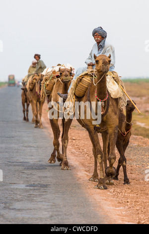 Caravane de chameaux dans la province du Pendjab, au Pakistan Banque D'Images