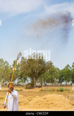 Séparation du grain de l'ivraie dans les régions rurales de la Province de Punjab, Pakistan Banque D'Images