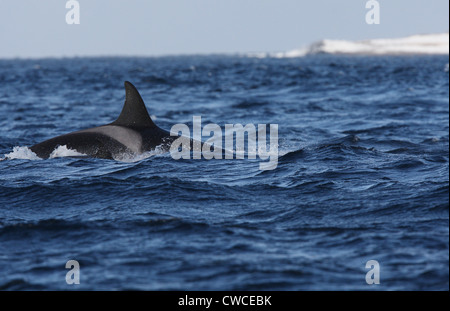 L'Orque Orcinus orca off Hornoya Vardo Finnmark Norvège fjord Varanger Banque D'Images