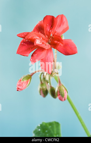 Pelargonium jardin en fleurs (rouge) Banque D'Images