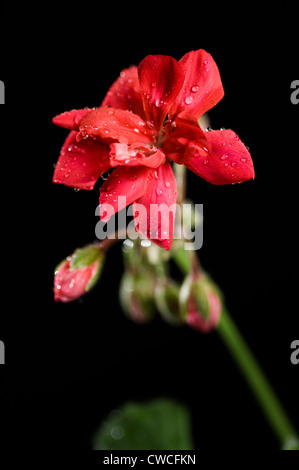 Pelargonium jardin en fleurs (rouge) Banque D'Images