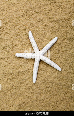 Starfish peint sur une plage Banque D'Images