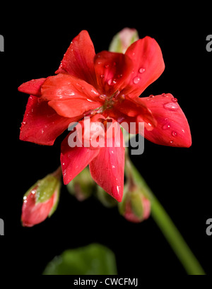 Pelargonium jardin en fleurs (rouge) Banque D'Images