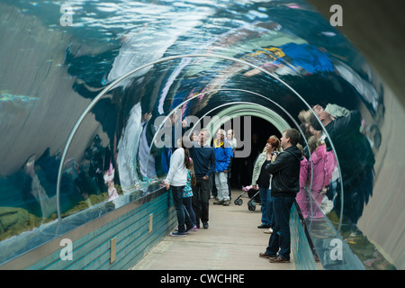 Playa de la Patagonie au Zoo de Colchester a le plus grand tunnel sous-marin tout droit en Europe. Suffolk, UK. Banque D'Images