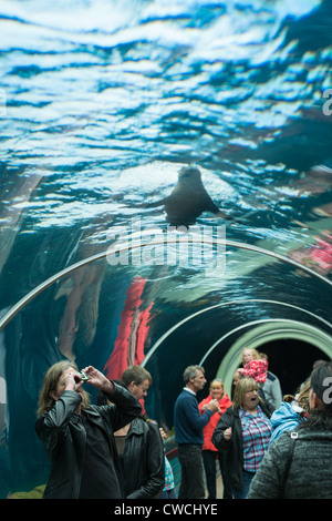 Playa de la Patagonie au Zoo de Colchester a le plus grand tunnel sous-marin tout droit en Europe. Suffolk, UK. Banque D'Images