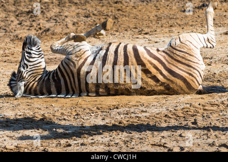 Un zèbre (Equus quagga) rouler autour de la saleté sur une journée chaude. Banque D'Images