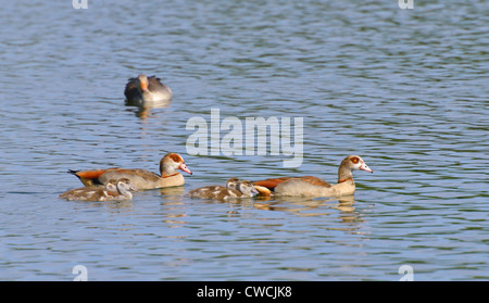 Egyptian goose famille avec 4 poussins. Banque D'Images