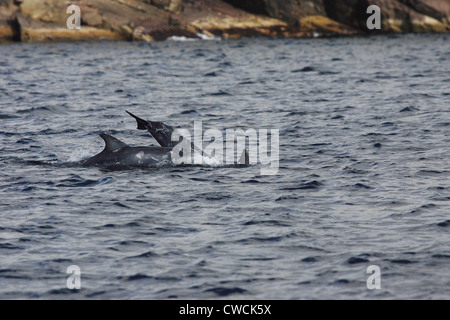 Les dauphins de Risso Grampus griseus Mousa Sound réserve RSPB Shetland Islands Scotland UK Banque D'Images