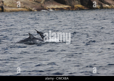 Les dauphins de Risso Grampus griseus Mousa Sound réserve RSPB Shetland Islands Scotland UK Banque D'Images