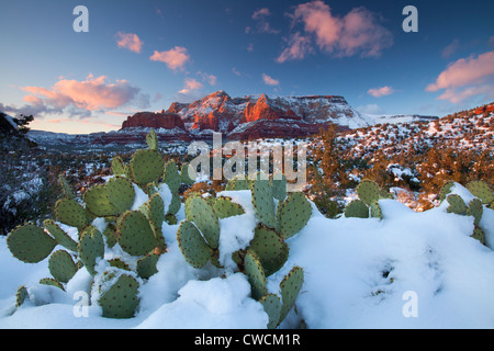 Hiver neige sur Schnebly Hill, Coconino National Forest, Sedona, Arizona. Banque D'Images