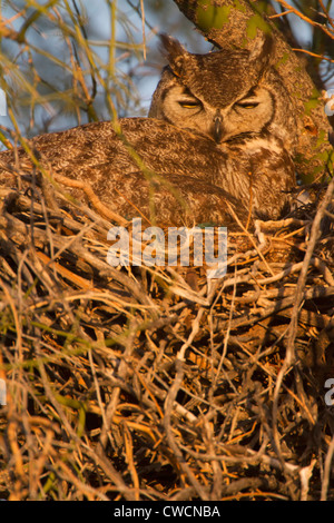 Grand-duc d'Amérique (Bubo virginianus), à McDowell Mountain Regional Park, près de Fountain Hills et à l'Est de Phoenix, Arizona. Banque D'Images