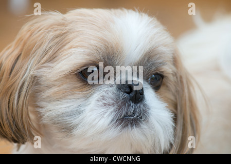 PORTRAIT D'UNE FEMELLE shih tzu. Banque D'Images