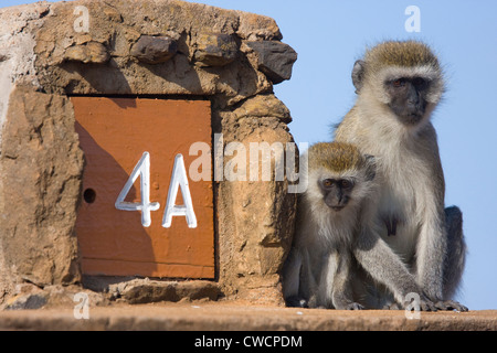 Singe vert ou vervet (Cercopithecus aethiops) femmes et jeunes à côté du marqueur de la route, le Parc National de Nairobi, Kenya. Banque D'Images