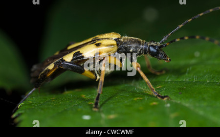 Le longicorne asiatique (Strangalia maculata ou Rutpela maculata) Banque D'Images