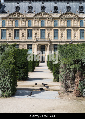 Vue d'arbustes dans le Jardin des Tuileries, à l'architecture élégante derrière et les pigeons en premier plan. Banque D'Images