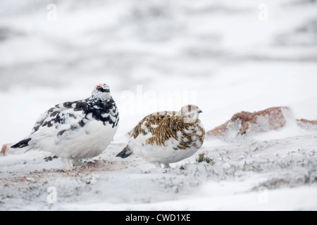 Ptarmigan, Lagopus mutus, homme et femme dans la neige ; la mue dans l'été ; plumage ; Ecosse ; UK Cairngorm Banque D'Images