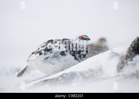 Ptarmigan, Lagopus mutus, homme et femme dans la neige ; la mue dans l'été ; plumage ; Ecosse ; UK Cairngorm Banque D'Images