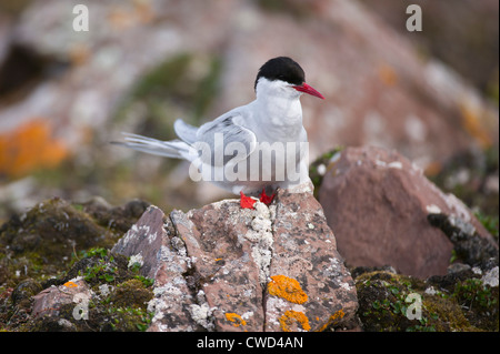 Sterne arctique Sterna paradisaea, Monte Carlo, Banque D'Images