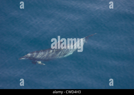 Grand dauphin Tursiops truncatus Golfe de Gascogne Banque D'Images