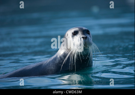 Le phoque barbu (Erignathus barbatus), Monaco, glacier, Woodfjorden, Monte Carlo, Banque D'Images