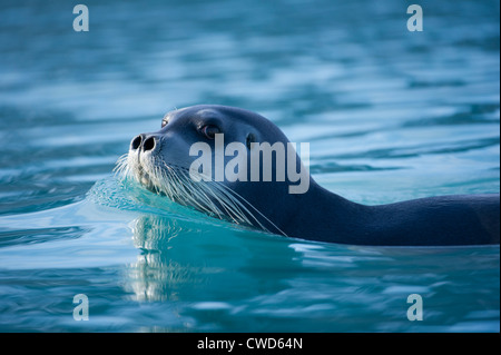 Le phoque barbu (Erignathus barbatus), Monaco, glacier, Woodfjorden, Monte Carlo, Banque D'Images