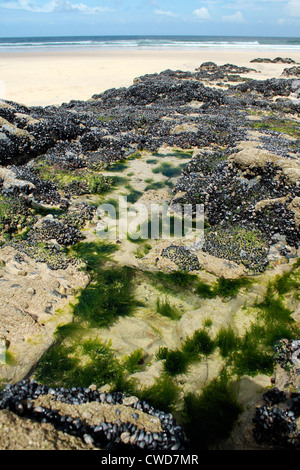 Rockpools, Gwithian, Cornwall, UK Banque D'Images