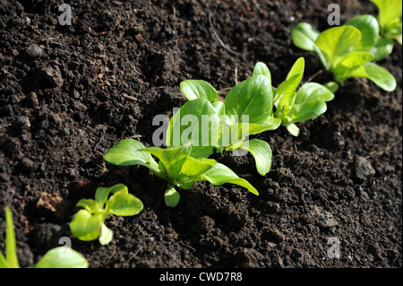 La laitue 'Little Gem' plants. Banque D'Images