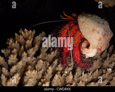 L'ermite de orange, anthropoda paguroidea, nuit à ramper sur le récif à la grande barrière de corail en Australie Banque D'Images