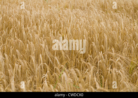 L'orge (Hordeum vulgare L ) prêts pour la récolte 2012 à Norfolk, Royaume-Uni. Banque D'Images