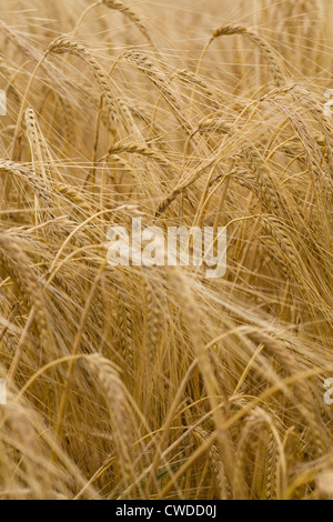 L'orge (Hordeum vulgare L ) prêts pour la récolte 2012 à Norfolk, Royaume-Uni. Banque D'Images