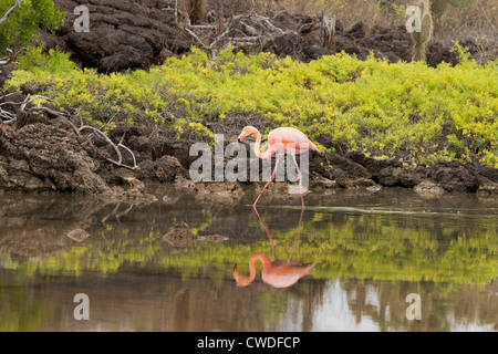 L'Equateur, Galapagos, dans le Nord de l'île de Santa Cruz, Dragon Hill. Flamant rose dans l'étang. Banque D'Images