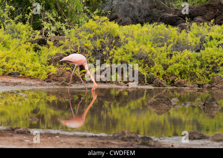 L'Equateur, Galapagos, dans le Nord de l'île de Santa Cruz, Dragon Hill. Flamant rose dans l'étang. Banque D'Images